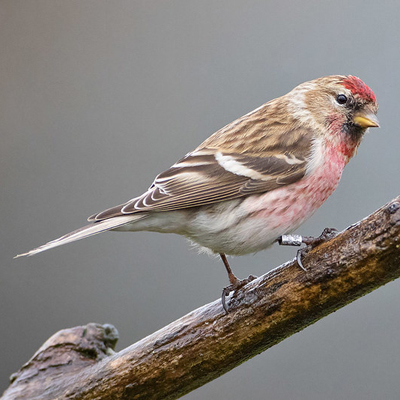 Lesser Redpoll