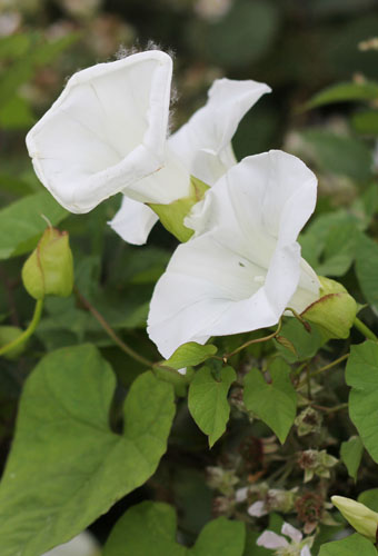 Bindweed