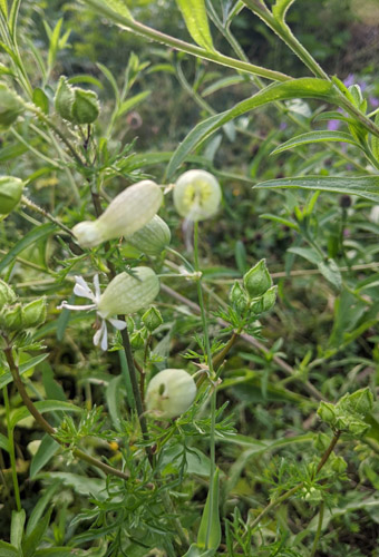 Bladder campion