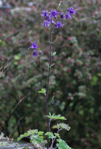 Blue aquilegia