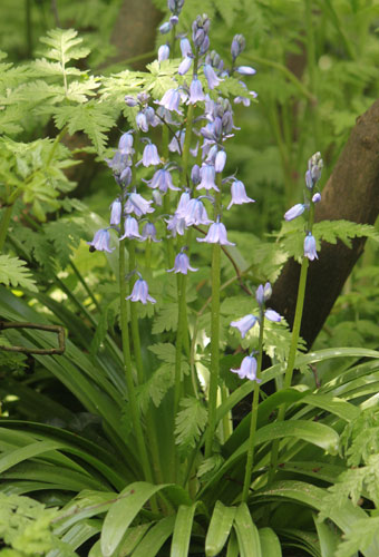 Hybrid bluebell