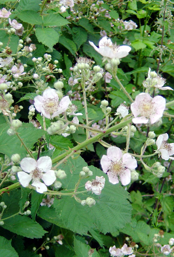 Bramble in flower