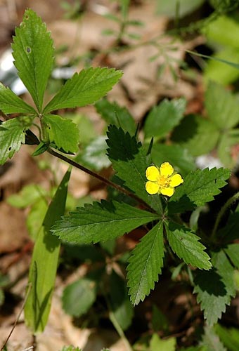 Cinquefoil