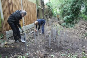 Planting hedging whips