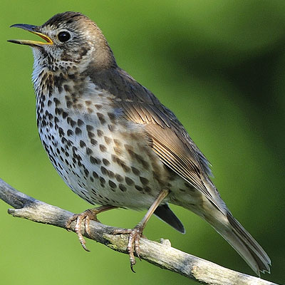 Songthrush