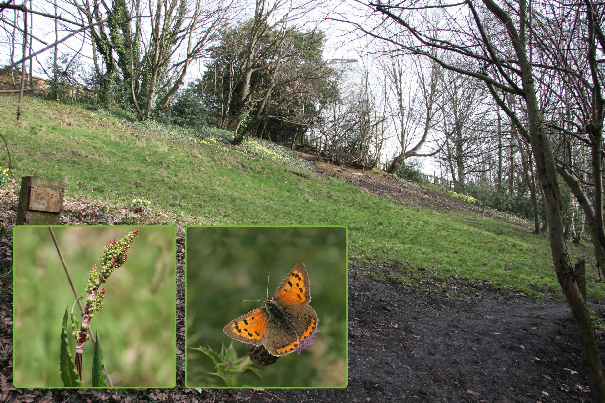 Acid-grassland-insets Nationally, south facing habitats of this kind are in jeopardy, with the loss of associated plants and other wildlife. Acidic grassland plants such as Sheep’s Sorrell are being lost, which in turn affects the Small Copper butterfly, a beautiful insect whose numbers are going down in the country as a whole.