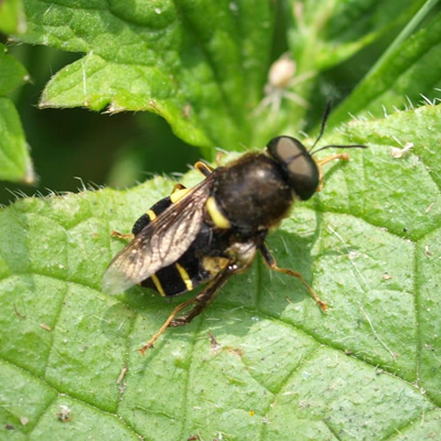 Banded general