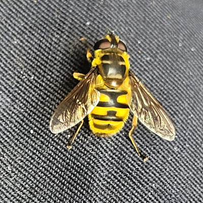 Batman hoverfly