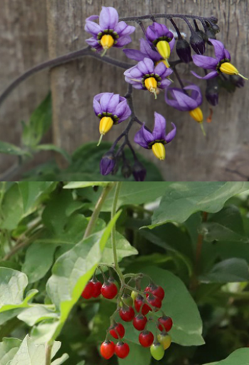 Bittersweet flower and berry