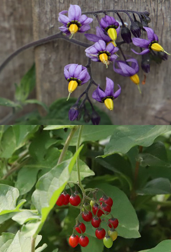 Bittersweet flower and berry