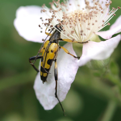 Black and yellow longhorn beetle