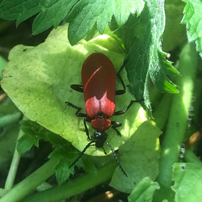 Black headed cardinal beetle
