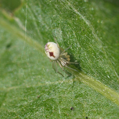 Bleeding heart spider