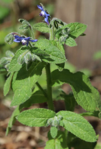 Borage