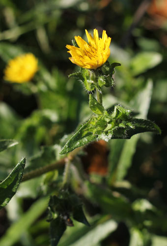 Bristly oxtongue