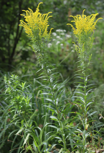 Canadian goldenrod