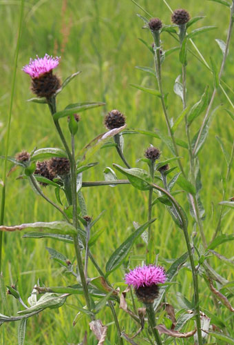 Common knapweed