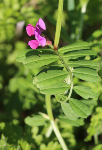 Common vetch