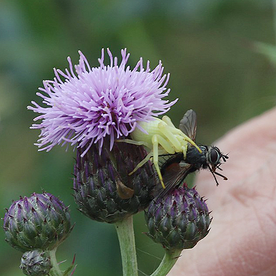 Crab spider with prey