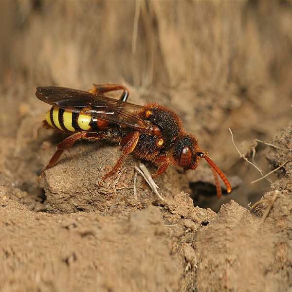 Cuckoo bee Nomada lathburiana