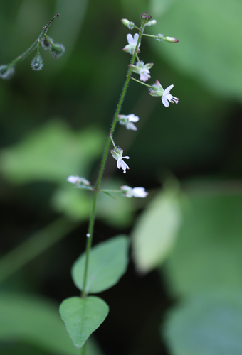 Enchanter’s nightshade