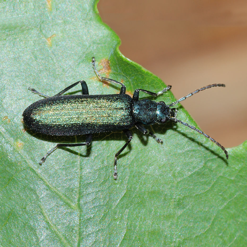 False blister beetle