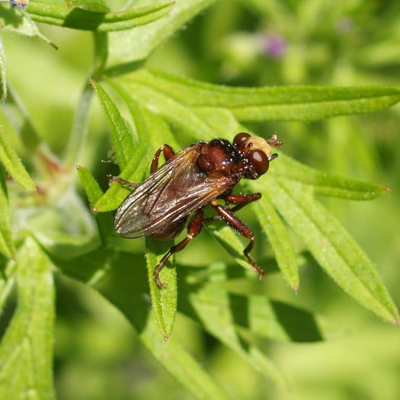 Ferruginous bee grabber fly