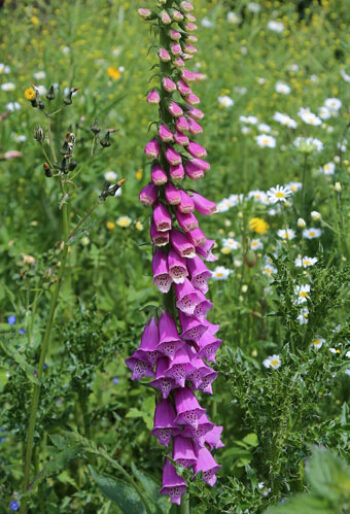 Foxglove