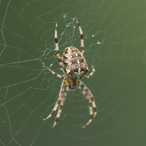 Garden spider