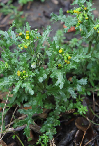Groundsel FRIENDS OF THE PARKLAND WALK