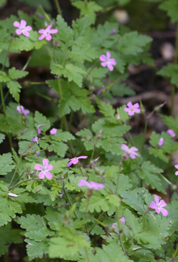 Herb Robert