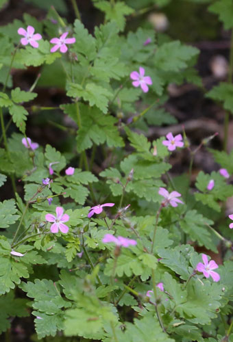 Herb robert