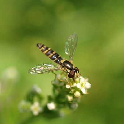 Hoverfly