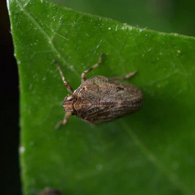 Leafhopper