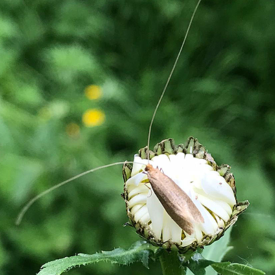 Large Longhorn