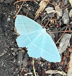 Light emerald moth