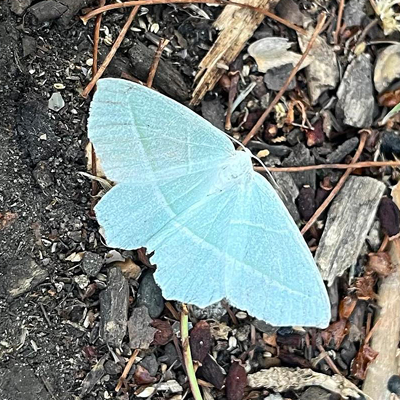 Light emerald moth