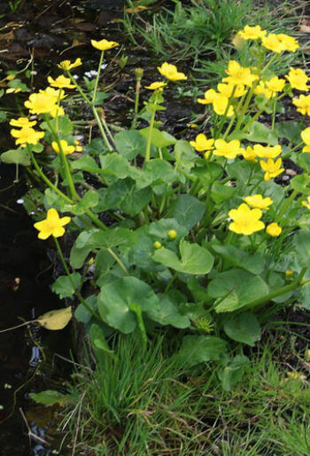 Marsh marigold