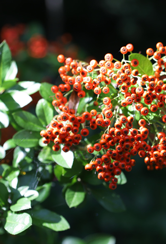 Pyracantha