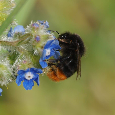 Red tailed bumblebee