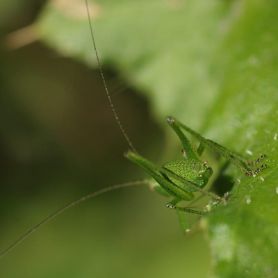 Speckled bush cricket