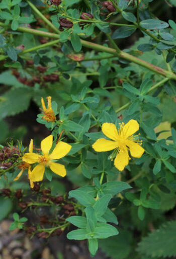 St John's Wort