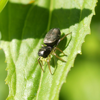 Sun jumping spider