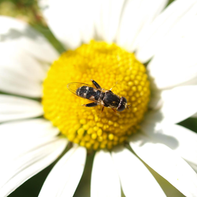 Thick legged hoverfly