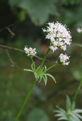 Valerian, common