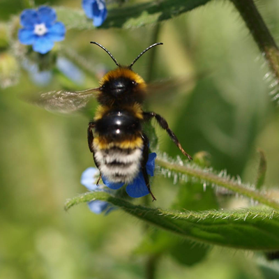 Vestal cuckoo bee