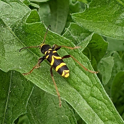 Wasp beetle