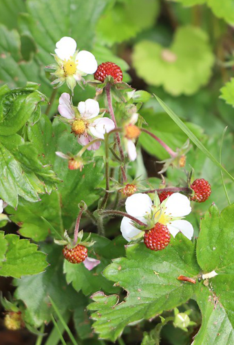 Wild strawberry