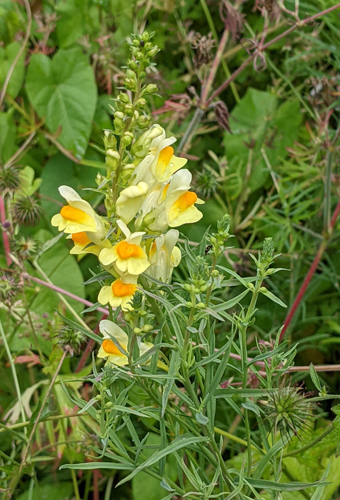 Yellow toadflax