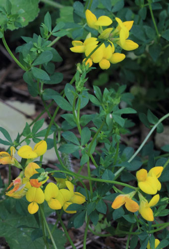 Bird’s foot trefoil